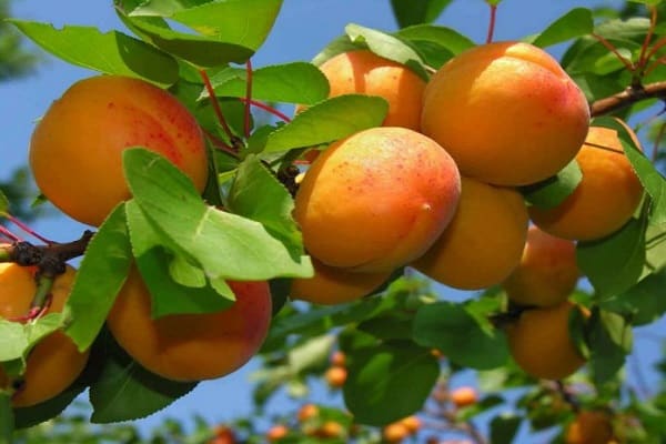 Árvore para dar frutos