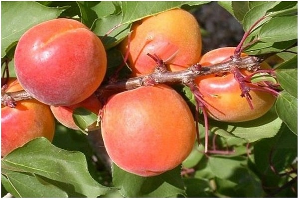 árvores anãs