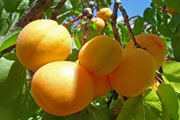 Frutas amadurecem