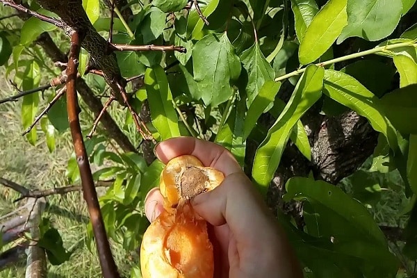 בעיות עם פירות יער