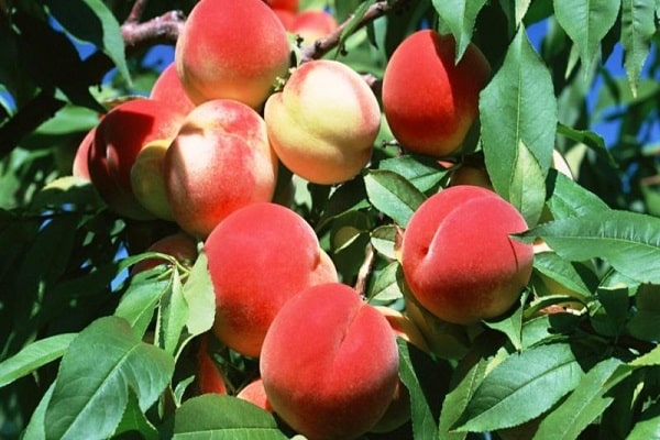 כתם חום