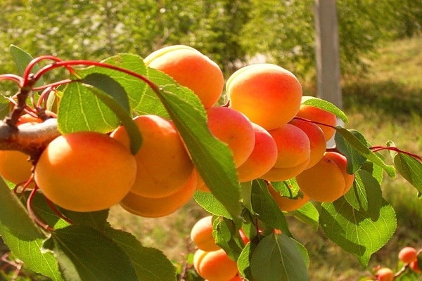 מגוון משמשים