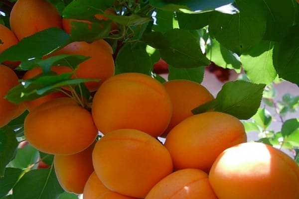 Orangenfrucht