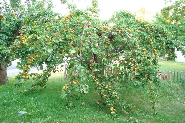 гране се ломе