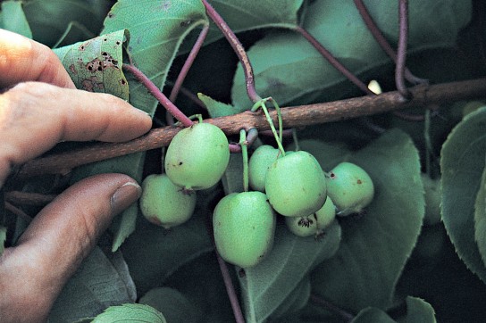 Landing af Actinidia