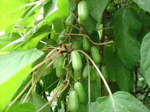 Landing af Actinidia