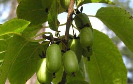 Landing af Actinidia