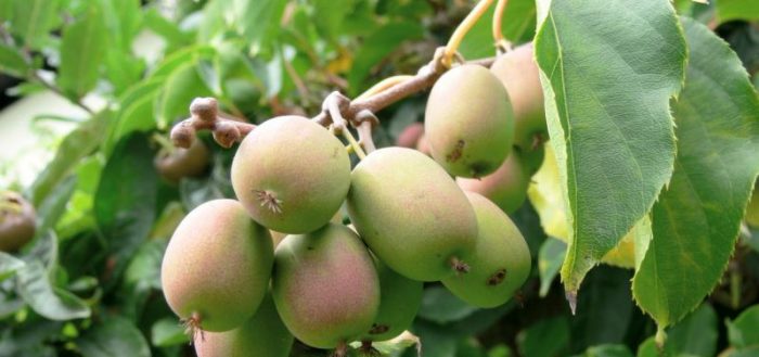 Landing af Actinidia