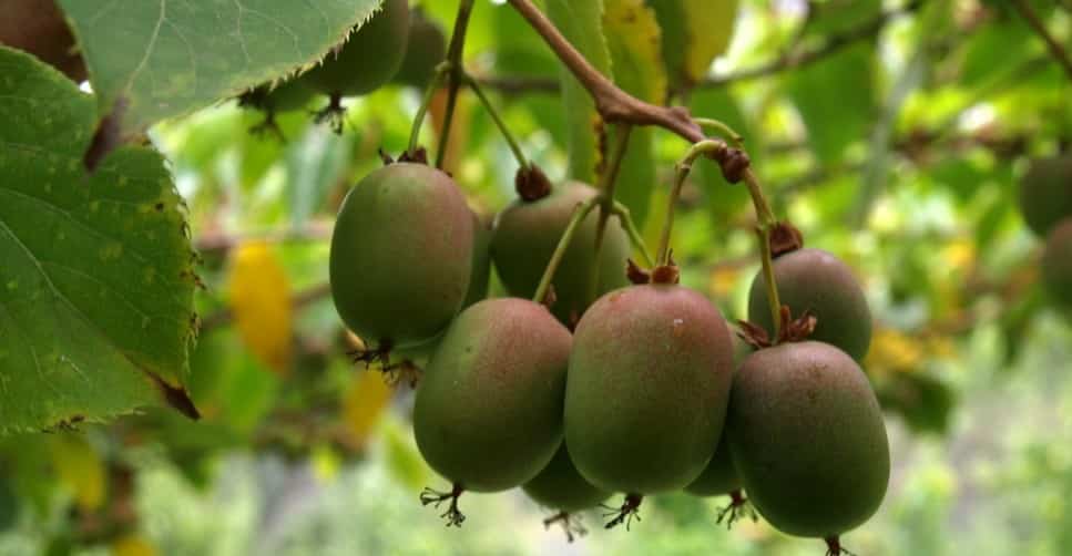 Landing af Actinidia