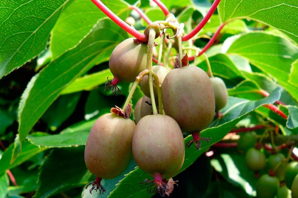 Dyrkning af Actinidia