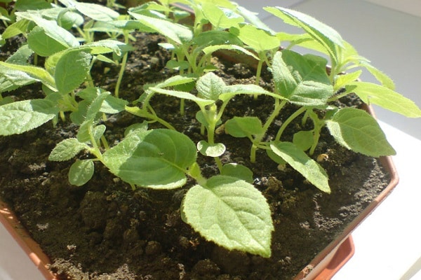 Description of varieties of actinidia kolomikta, rules of planting, care, pruning and reproduction