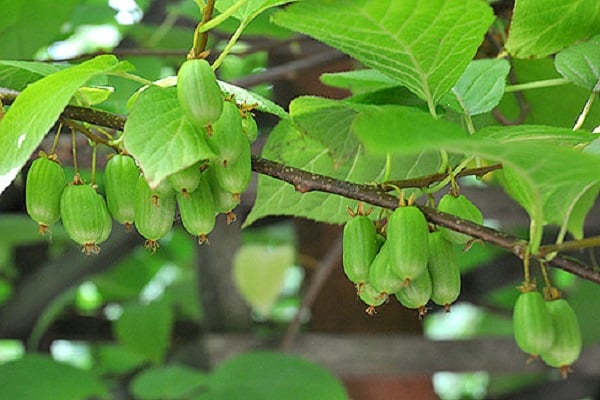 loosening and mulching