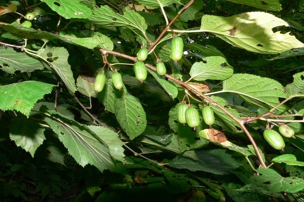 fruiting kiwi