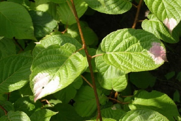 growing vines