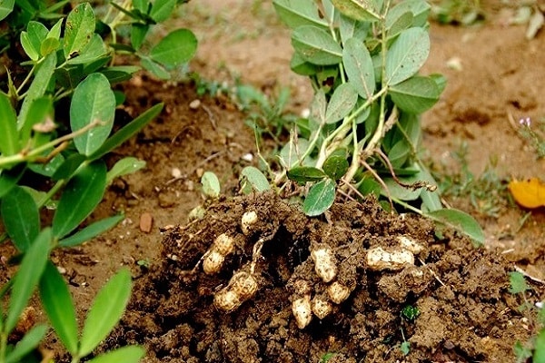 nueces de barro