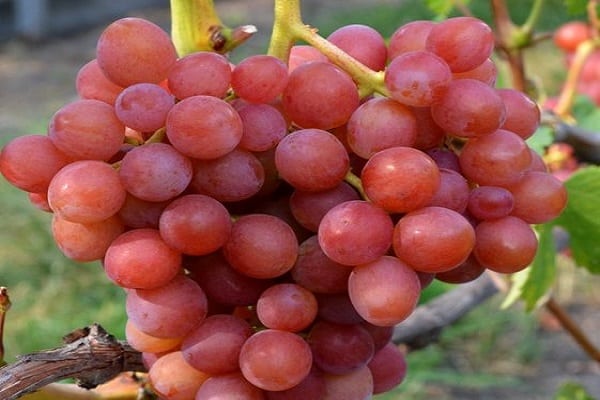nelygi spalva