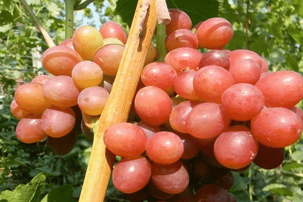 gėlių perpylimas