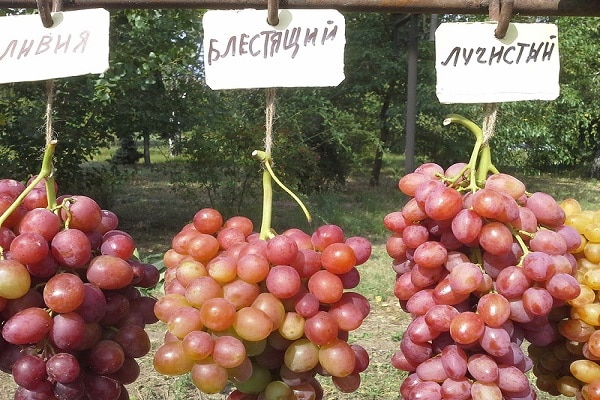 vynuogių veislės