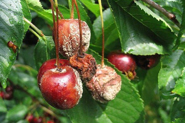 rotting berries