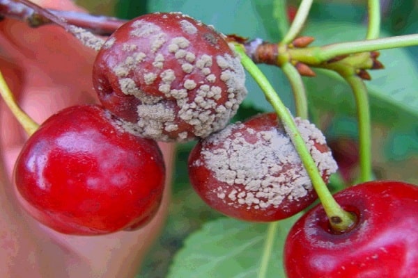cherry cancer