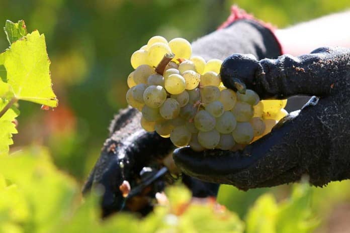 ripe grapes