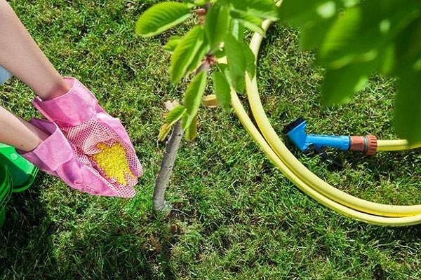 إطعام الكرز