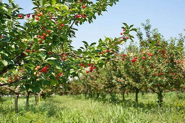 رعاية الشجرة