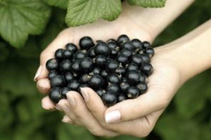 Useful properties and contraindications of black currant for the human body