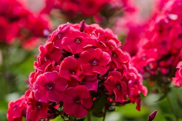 andra blommor