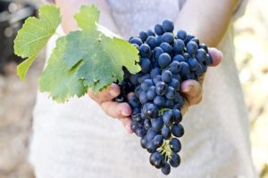 What can and cannot be planted next to grapes, plant compatibility