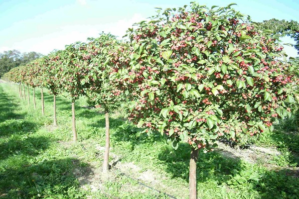 apple tree foliage