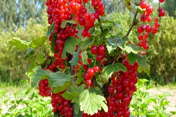 perennial shrub