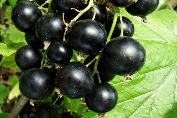 black currant