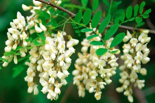 blooming acacia