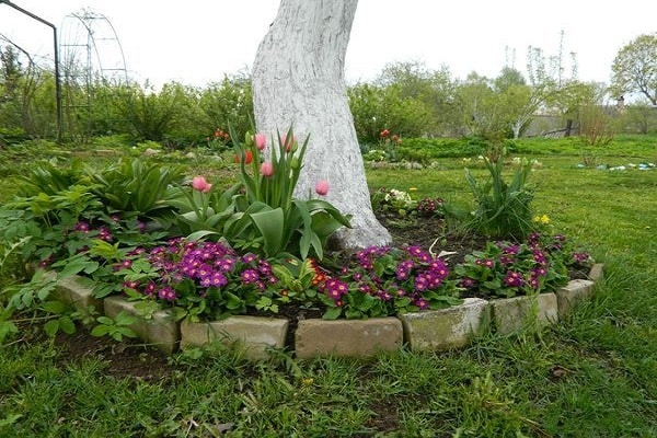 planting under an apple tree