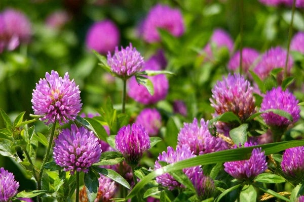 Red clover