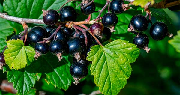 black currant