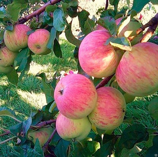 Apfelbaum
