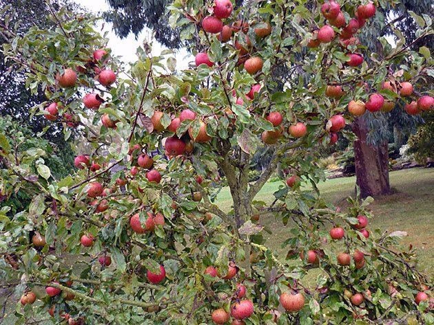 Apfelbaum Teppich