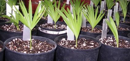 plantning af en dato