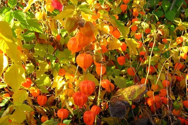rysy physalis