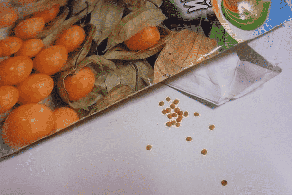 Physalis příprava