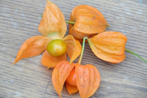 Výsadba a pěstování physalis v otevřeném poli, popis odrůd a péče o rostliny