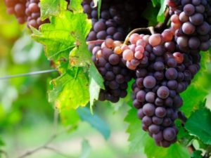 Ispaniškų vynuogių veislės Garnacha aprašymas ir auginimo bei priežiūros ypatybės