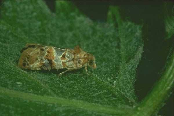 isst Knospen