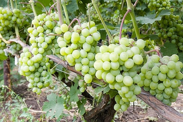 Parasiten anfällig