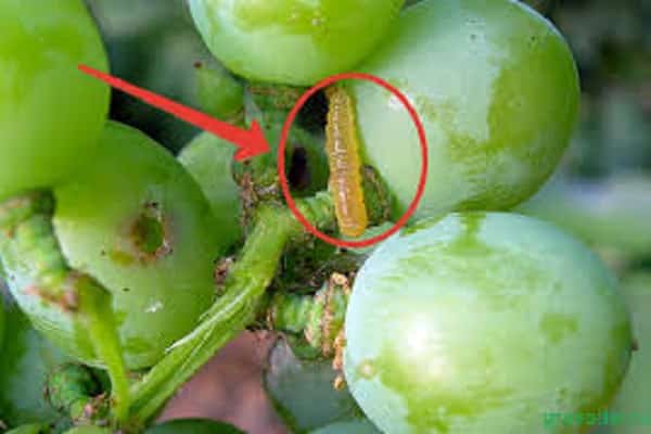 Insektenbefall