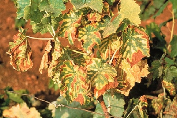 Wie behandelt man Chlorose an Trauben mit Eisenvitriol, was zu tun und wie zu verarbeiten