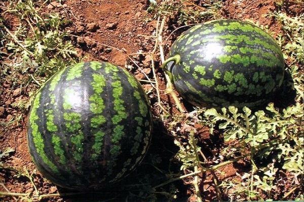 φρούτα στη γη