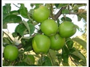 Περιγραφή και χαρακτηριστικά των καρποφόρων ποικιλιών μηλιές Granny Smith, καλλιέργεια και φροντίδα